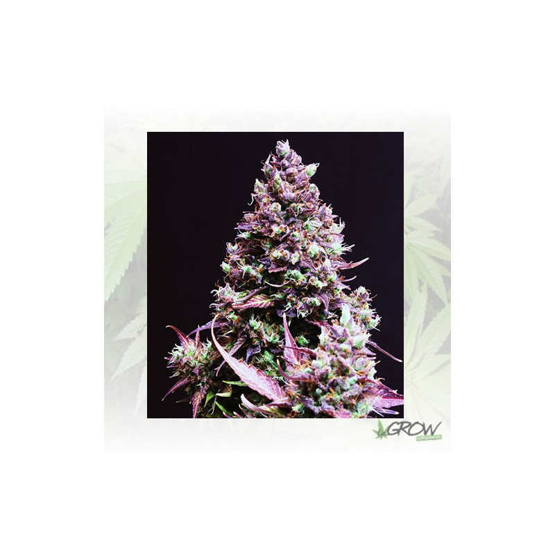 Cream Caramel Auto® Sweet Seeds - 3 Seeds