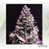 Cream Caramel Auto® Sweet Seeds - 3 Seeds
