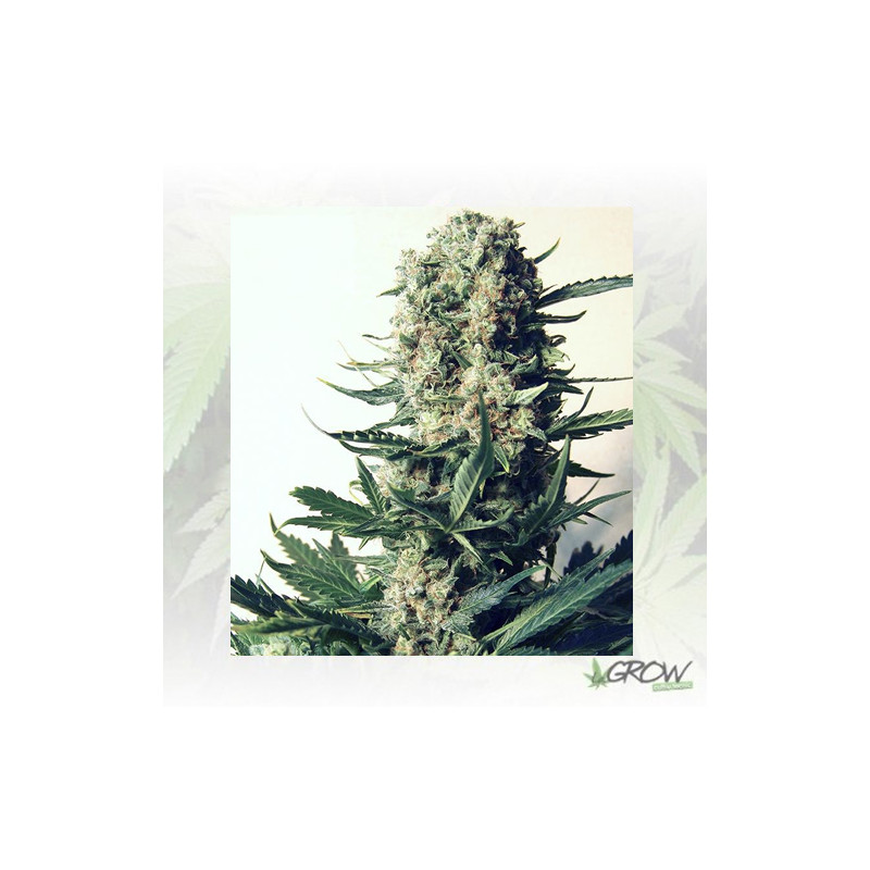 Critical 47 Positronics - 1 Seed