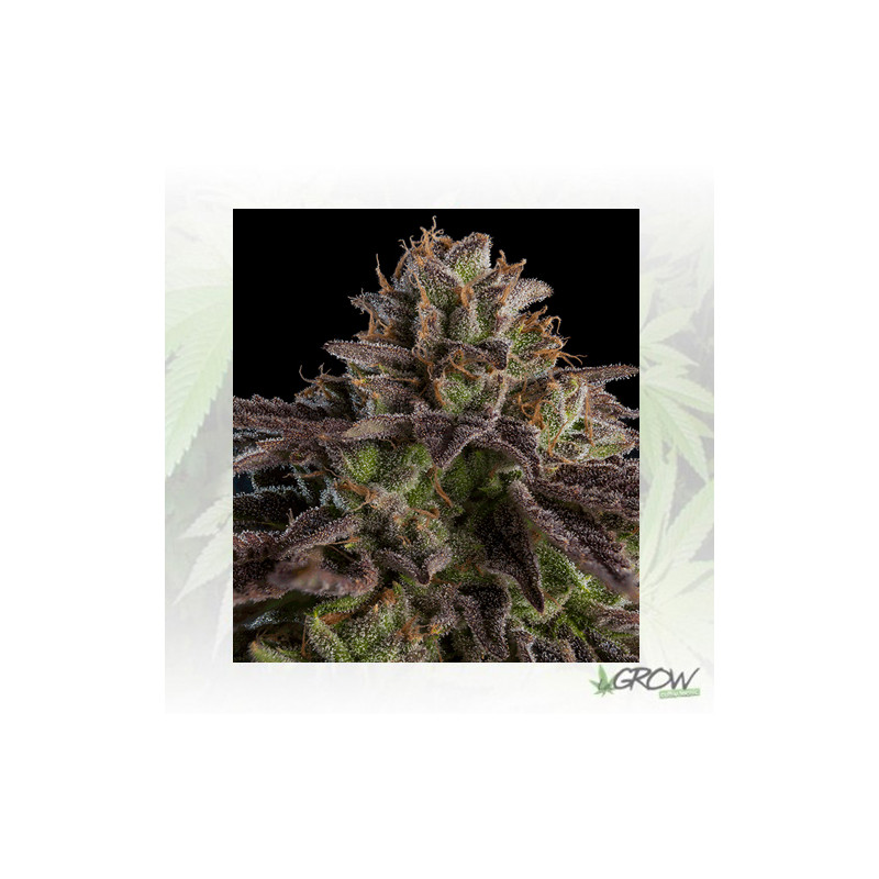 KmintZ Ripper Seeds - 3 Seeds