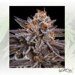 OMG Ripper Seeds - 3 Seeds