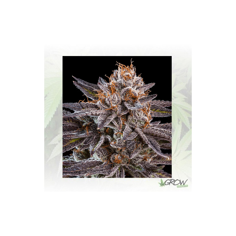 OMG Ripper Seeds - 3 Seeds