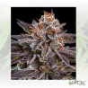 OMG Ripper Seeds - 3 Seeds