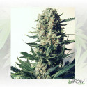 Critical 47 Positronics - 3 Seeds