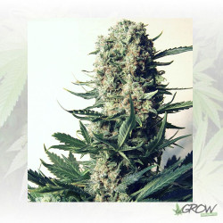 Critical 47 Positronics - 3 Seeds