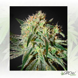 Damn Sour Green House Seeds® - 5 Seeds