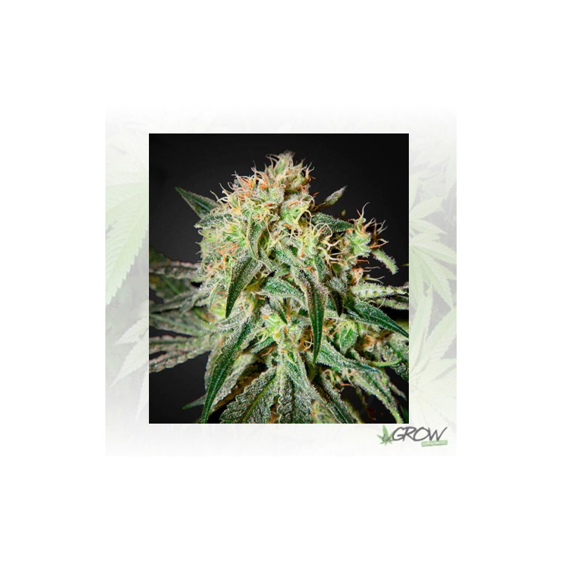 Damn Sour Green House Seeds® - 5 Seeds