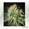 Damn Sour Green House Seeds® - 5 Seeds