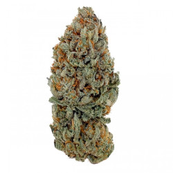 Flores CBD Sour Diesel Indoor Cali - 2g