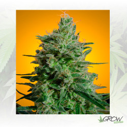 Delahaze Paradise Seeds - 5 Seeds