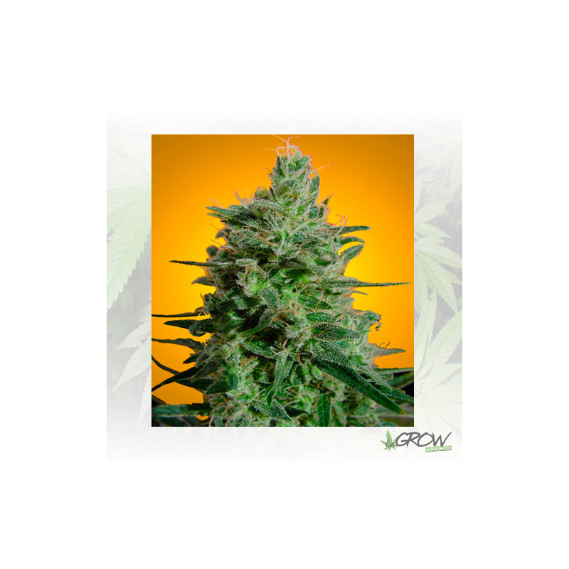 Delahaze Paradise Seeds - 5 Seeds