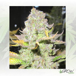 Devil Fruit Medical Seeds - 1 Seeds