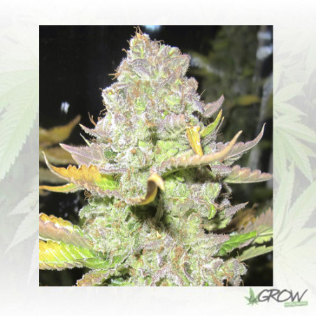 Devil Fruit Medical Seeds - 1 Seeds