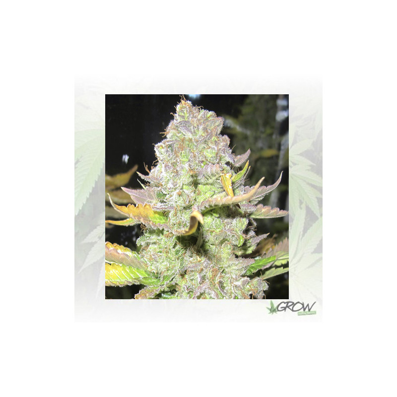 Devil Fruit Medical Seeds - 5 Seeds