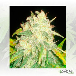 IL Diavolo Auto Delicious Seeds - 3 Seeds