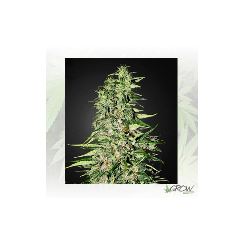 Diamond Girl Green House Seeds® - 5 Seeds