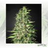 Diamond Girl Green House Seeds® - 5 Seeds