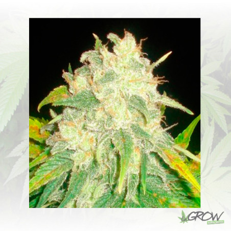 IL Diavolo Auto Delicious Seeds - 5 Seeds