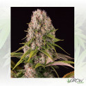 Diesel Dinafem - 5 Seeds