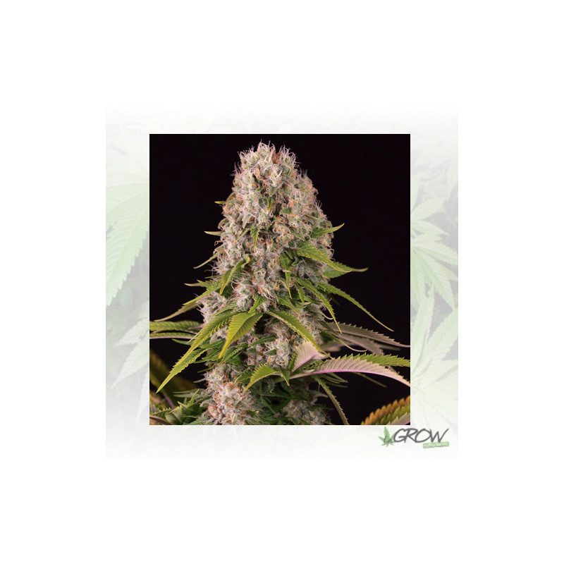 Diesel Dinafem - 5 Seeds