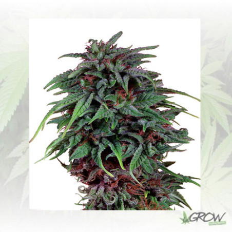 Durban Poison® Dutch Passion - 5 Seeds