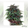 Durban Poison® Dutch Passion - 5 Seeds