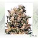 Euforia® Dutch Passion - 5 Seeds
