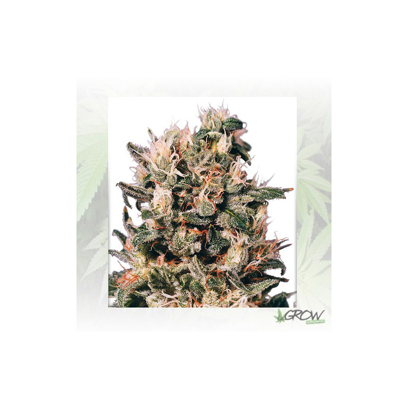 Euforia® Dutch Passion - 5 Seeds