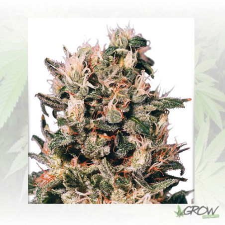 Euforia® Dutch Passion - 5 Seeds