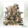 Euforia® Dutch Passion - 5 Seeds