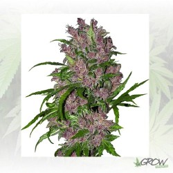 Purple Bud White Label - 10...