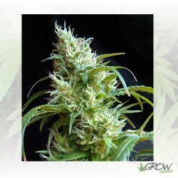 Flash Back 2 Sweet Seeds - 3 Seeds