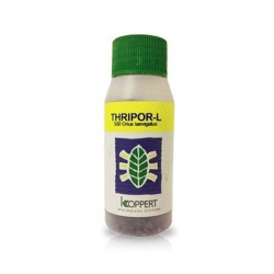 Thripor L-500 Orius Leavigatus Trip Koppert