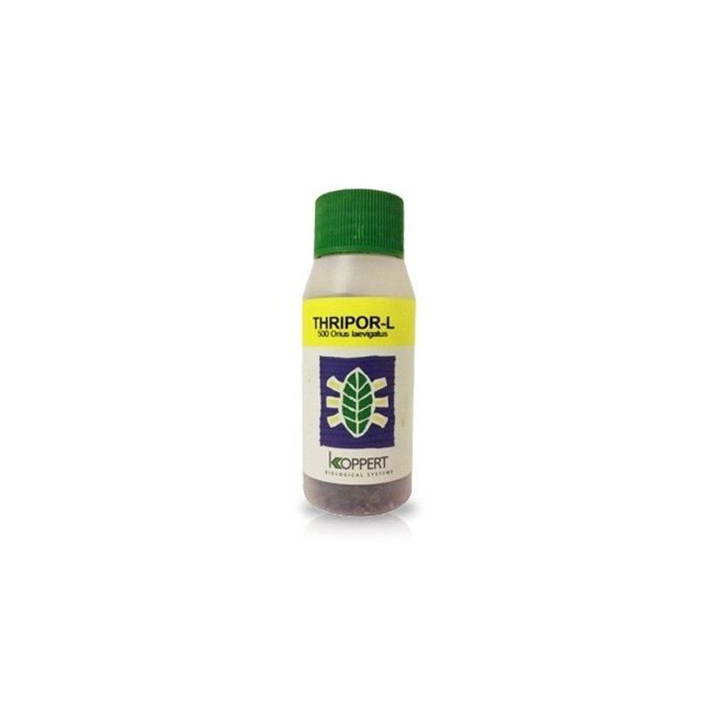 Thripor L-500 Orius Leavigatus Trip Koppert