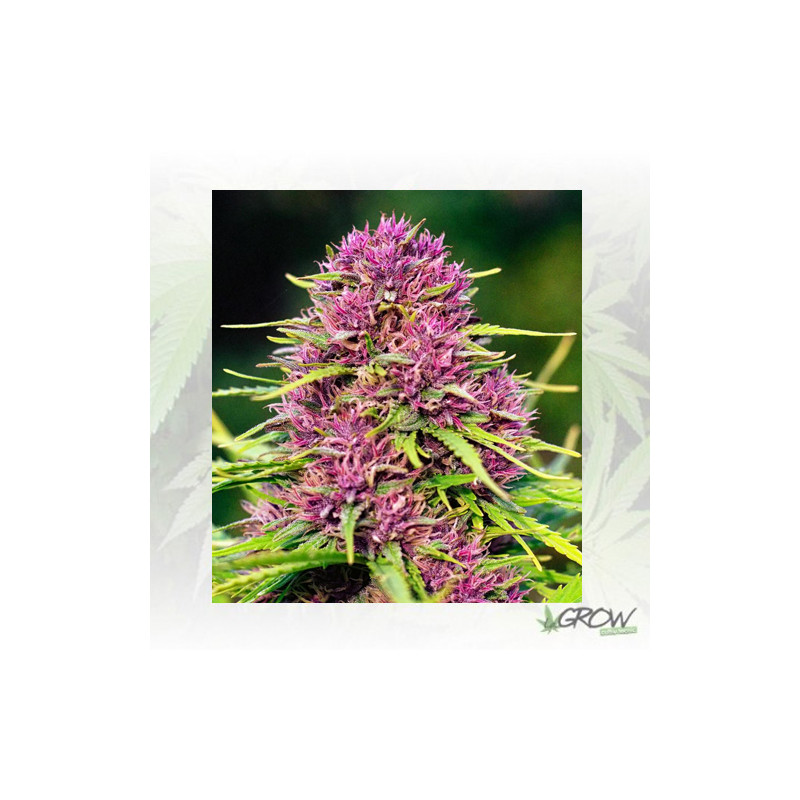 Frisian Dew® Dutch Passion - 5 Seeds