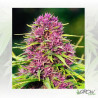Frisian Dew® Dutch Passion - 5 Seeds