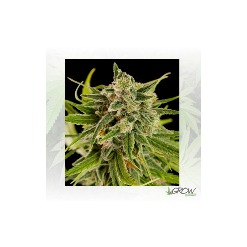 Sweet Deep Grapefruit Dinafem - 3 Seeds