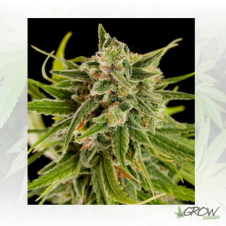 Sweet Deep Grapefruit Dinafem - 3 Seeds