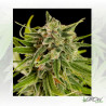 Sweet Deep Grapefruit Dinafem - 3 Seeds