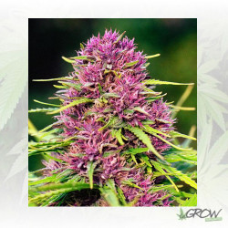 Frisian Dew® Dutch Passion - 10 Seeds