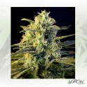 Guanabana Blim Burn Seeds - 3 Seeds