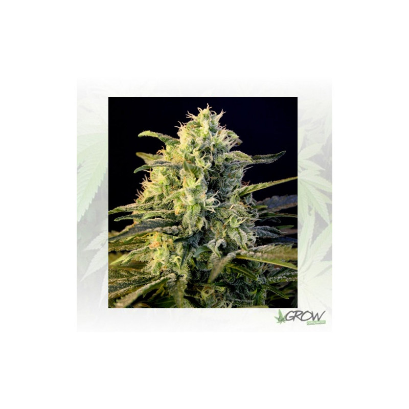 Guanabana Blim Burn Seeds - 3 Seeds