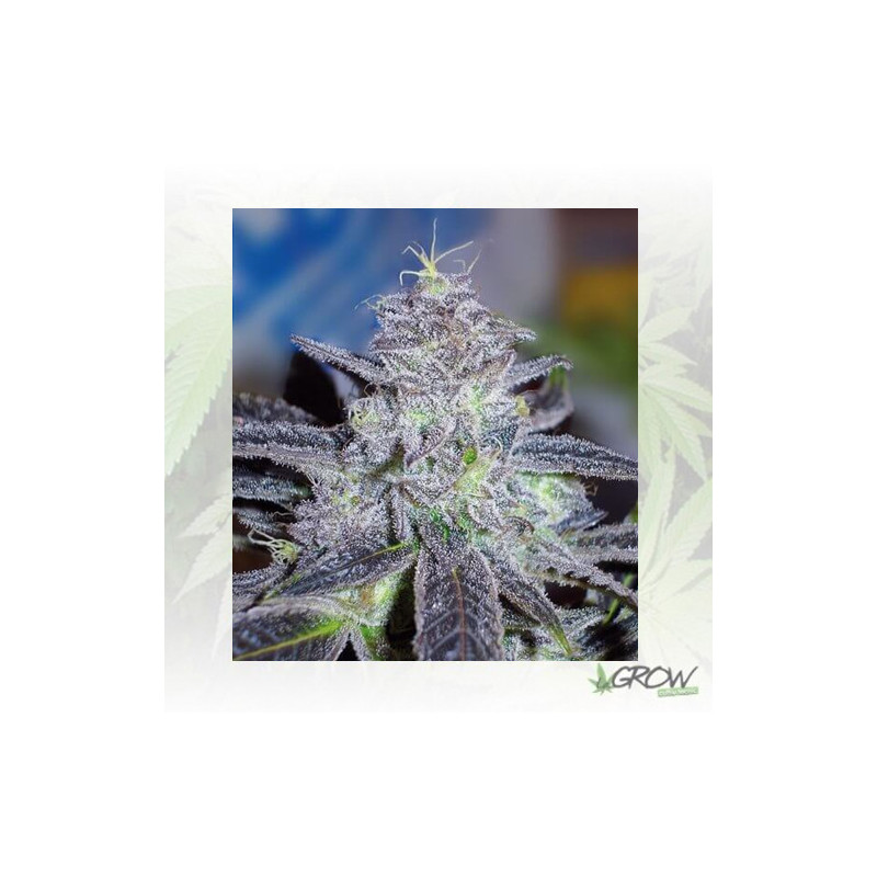Hammerhead Medical Seeds - 1 Seed