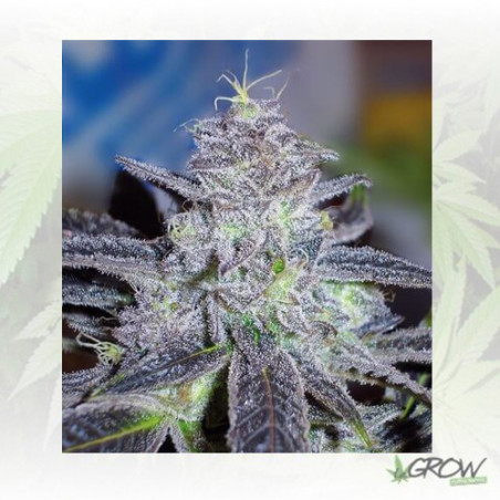 Hammerhead Medical Seeds - 1 Seed