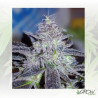 Hammerhead Medical Seeds - 1 Seed