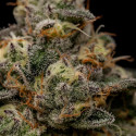 Zombie Bride Ripper Seeds - 5 Seeds