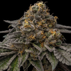Break Pad Breath Ripper Seeds - 3 seeds