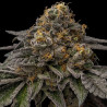 Break Pad Breath Ripper Seeds - 3 seeds