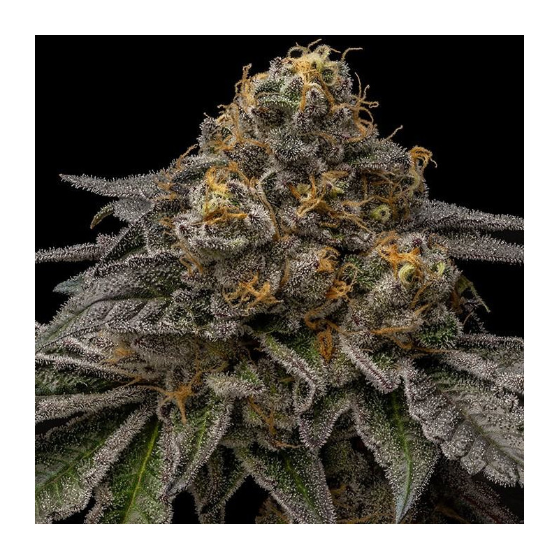Break Pad Breath Ripper Seeds - 5 seeds