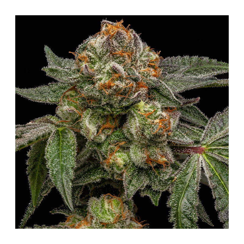 Zake Ripper Seeds - 3 Seeds